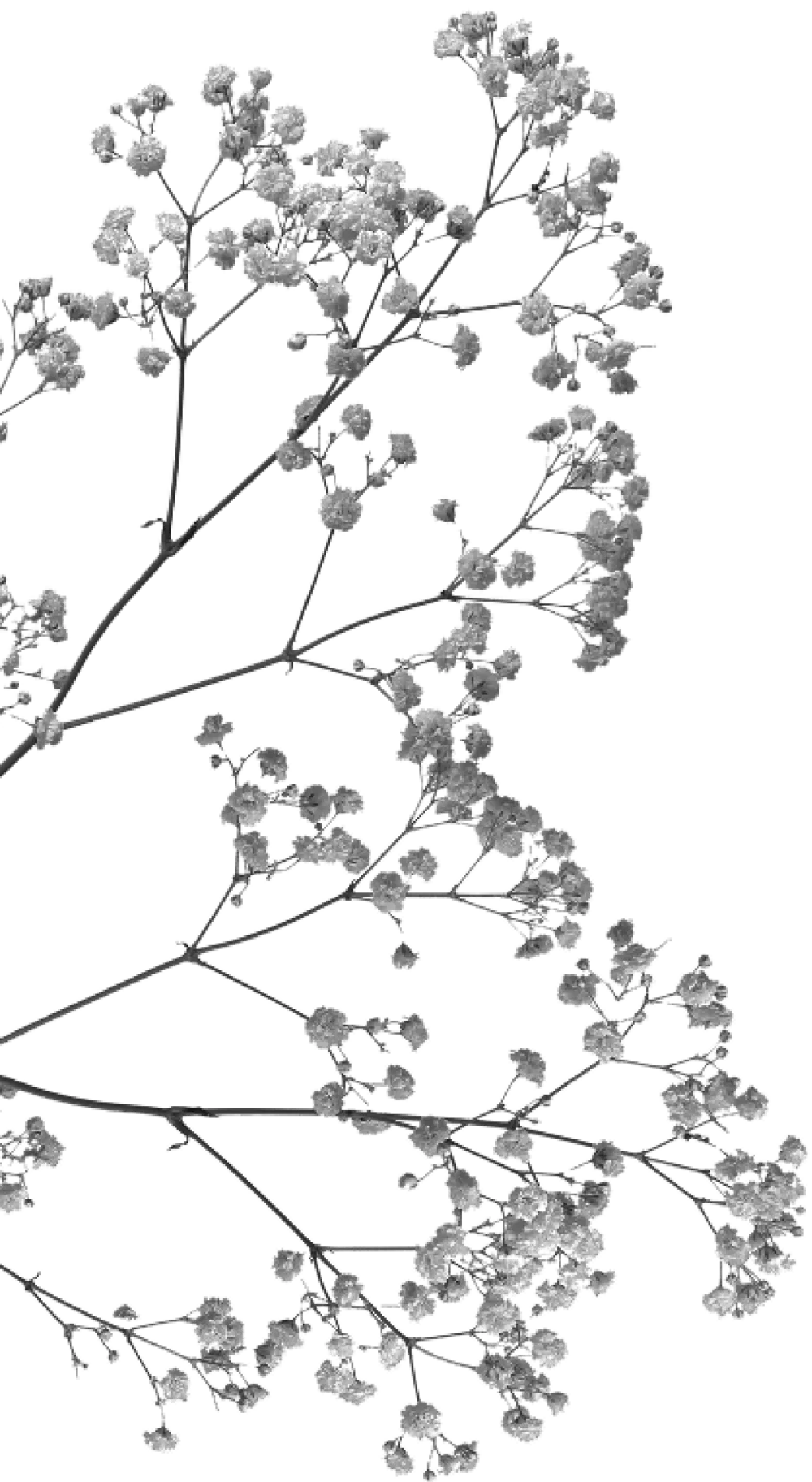Parfex • Fleur
