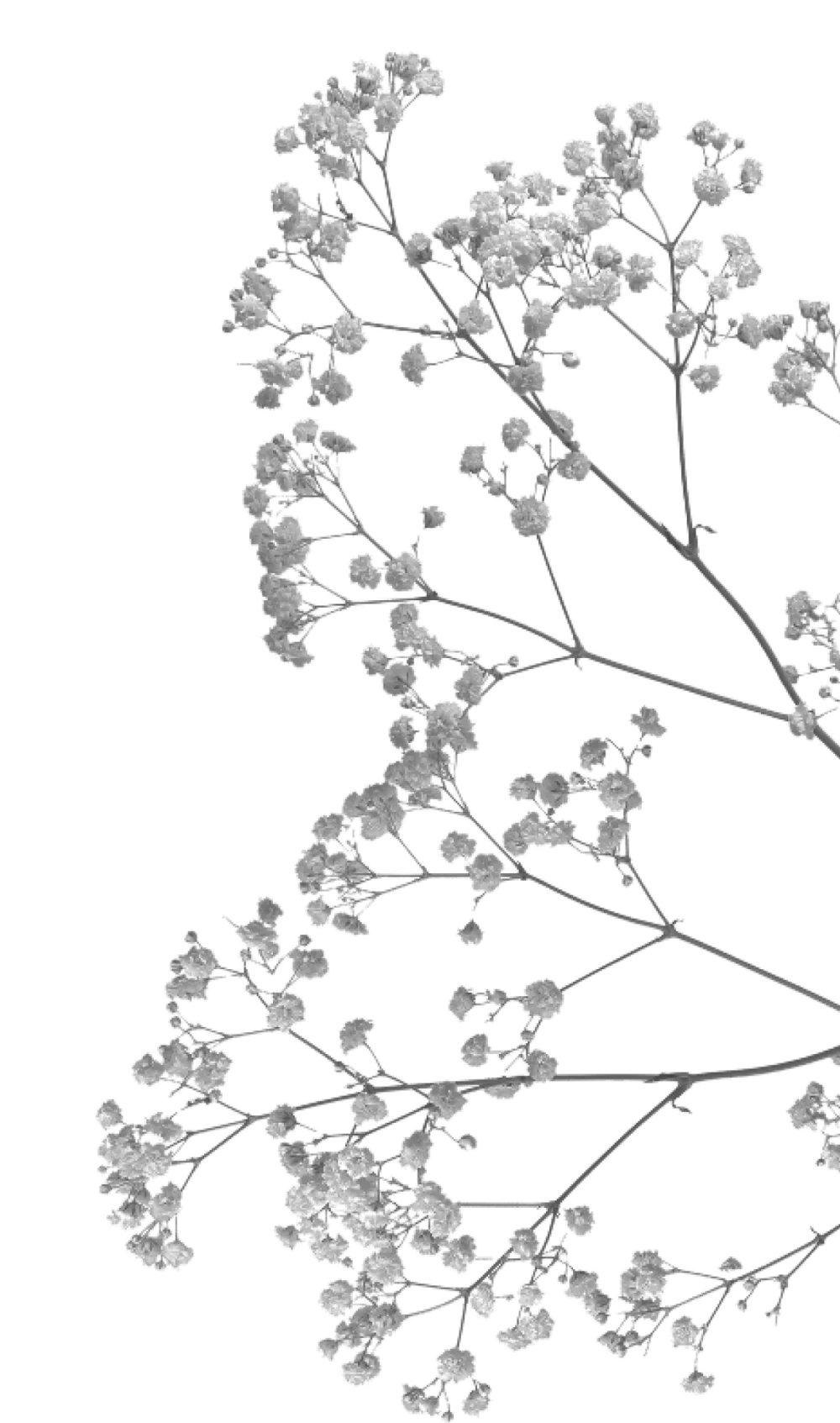 Parfex • Fleur droite
